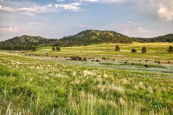 Eine weite, grasbewachsene Landschaft mit sanften Hügeln und einer Herde grasender Bisons.