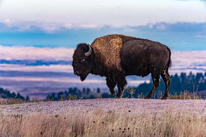 Ein großer Bison steht im Profil auf einem Bergrücken vor einer malerischen, dunstigen Kulisse.